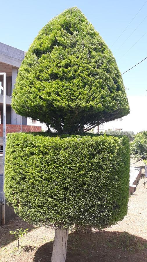 Apartament Pela